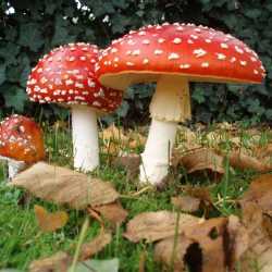 отравление грибами и тошнота